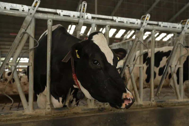 Dairy