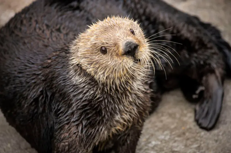 SeaOtters