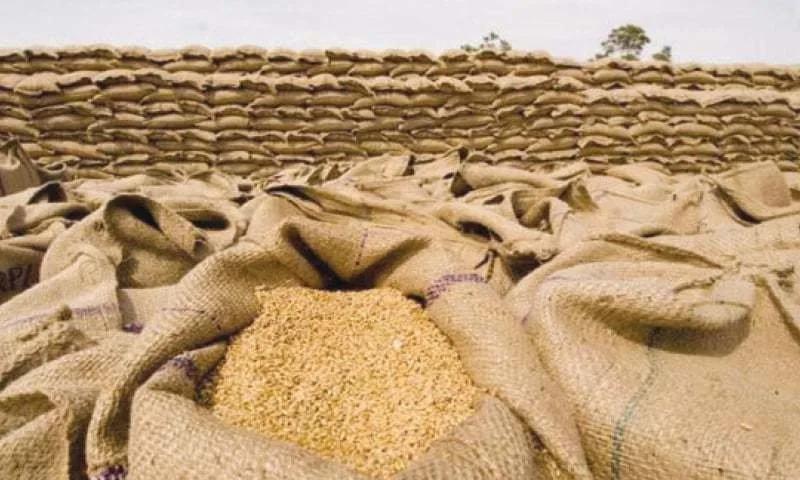 wheat seeds