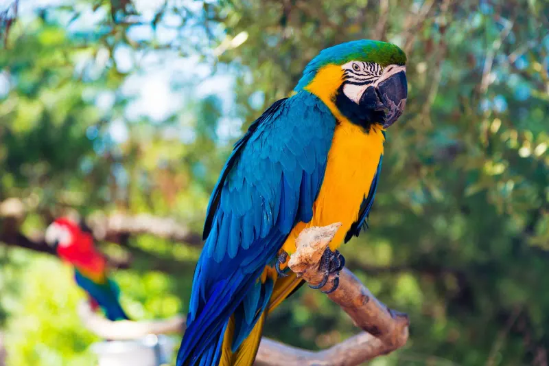 Parrot