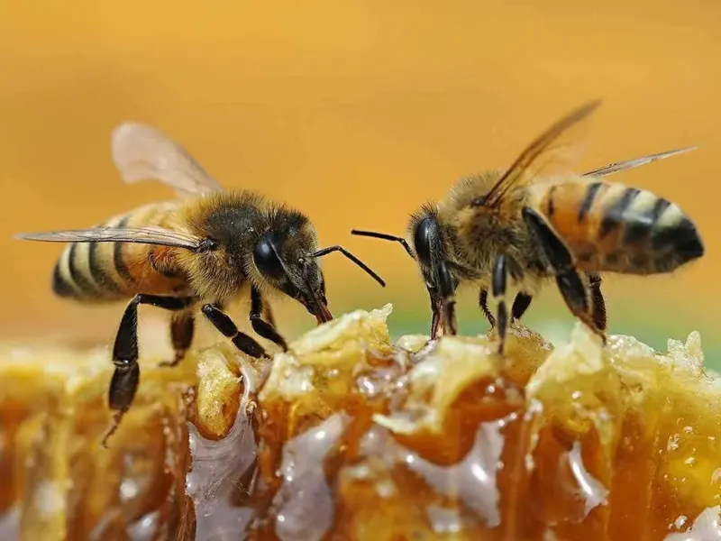 Pakistan has the ability to boost honey output.