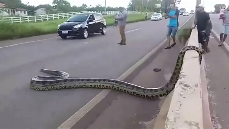 Anaconda