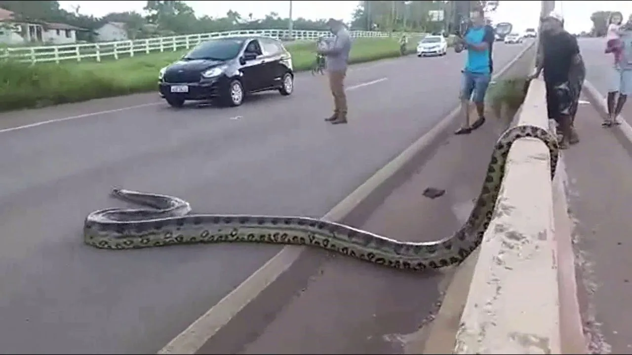 Anaconda
