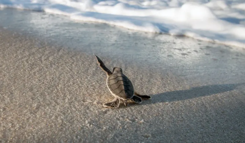 Sea Turtles