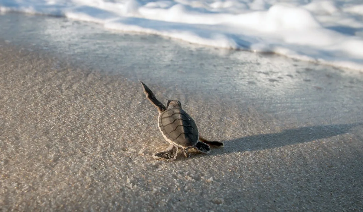 Sea Turtles