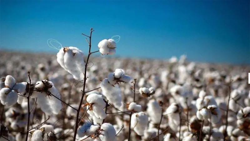 Cotton field