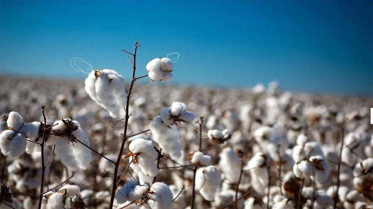 Cotton field