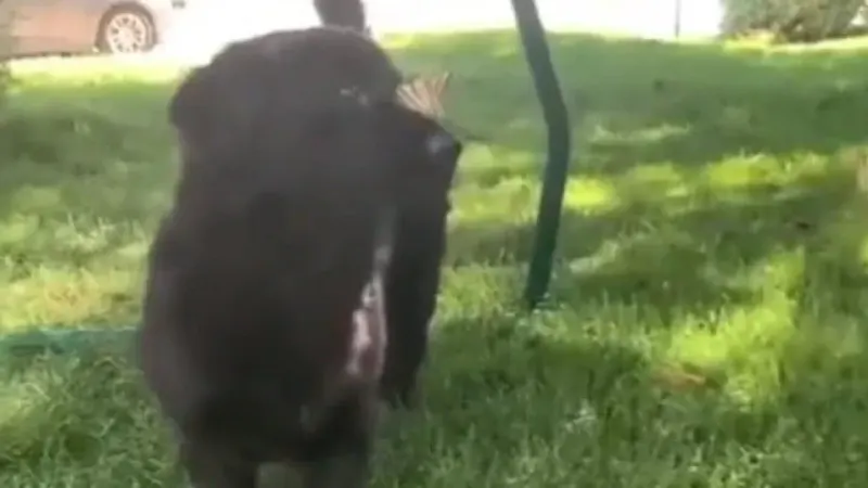 Dog plays with butterflies