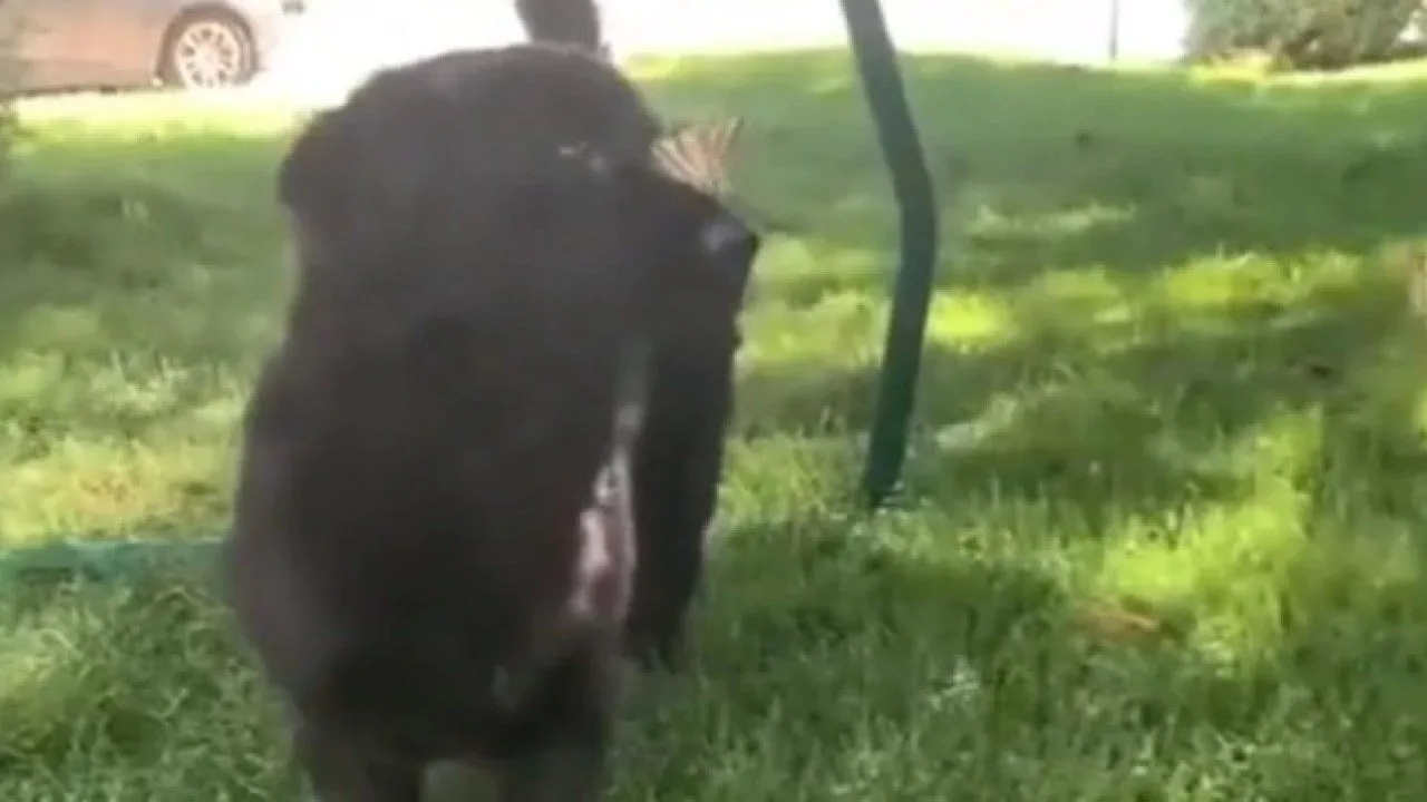 Dog plays with butterflies