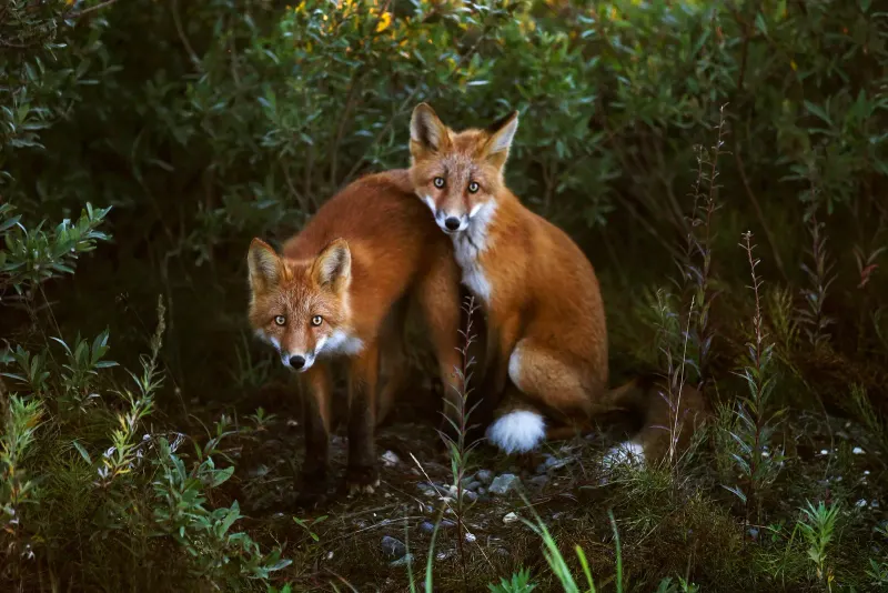 Wildlife Photography