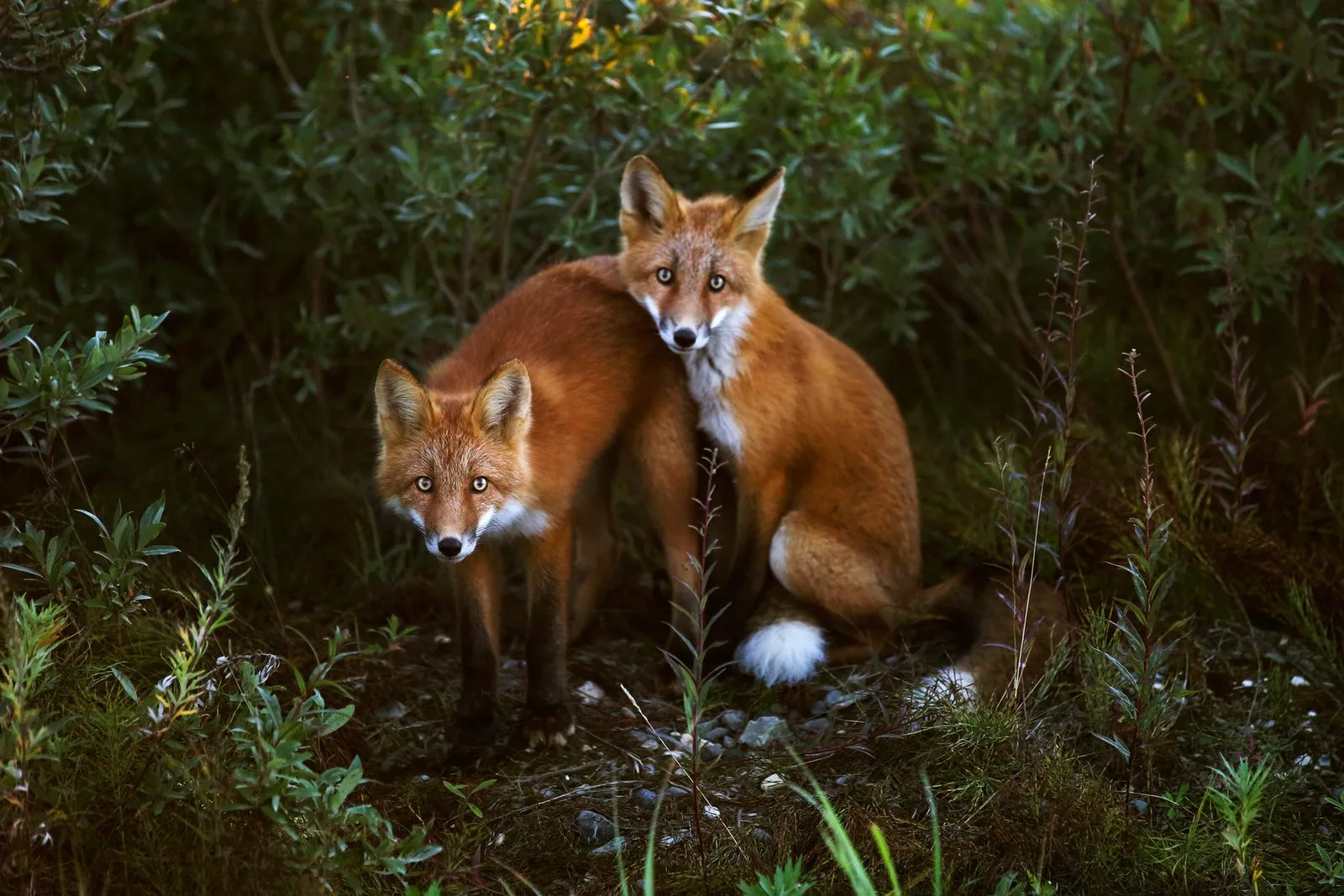 Wildlife Photography