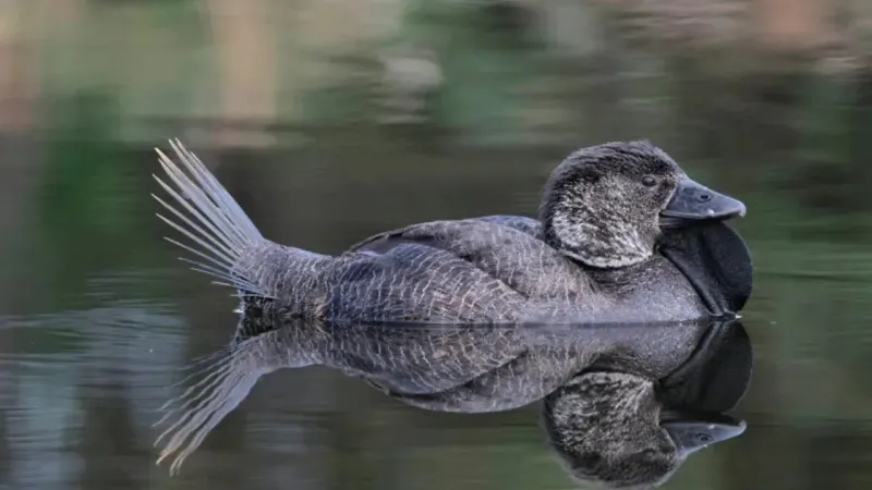 Talking Duck
