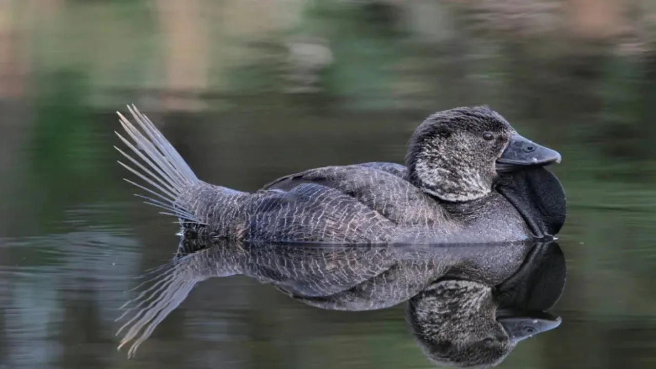 Talking Duck
