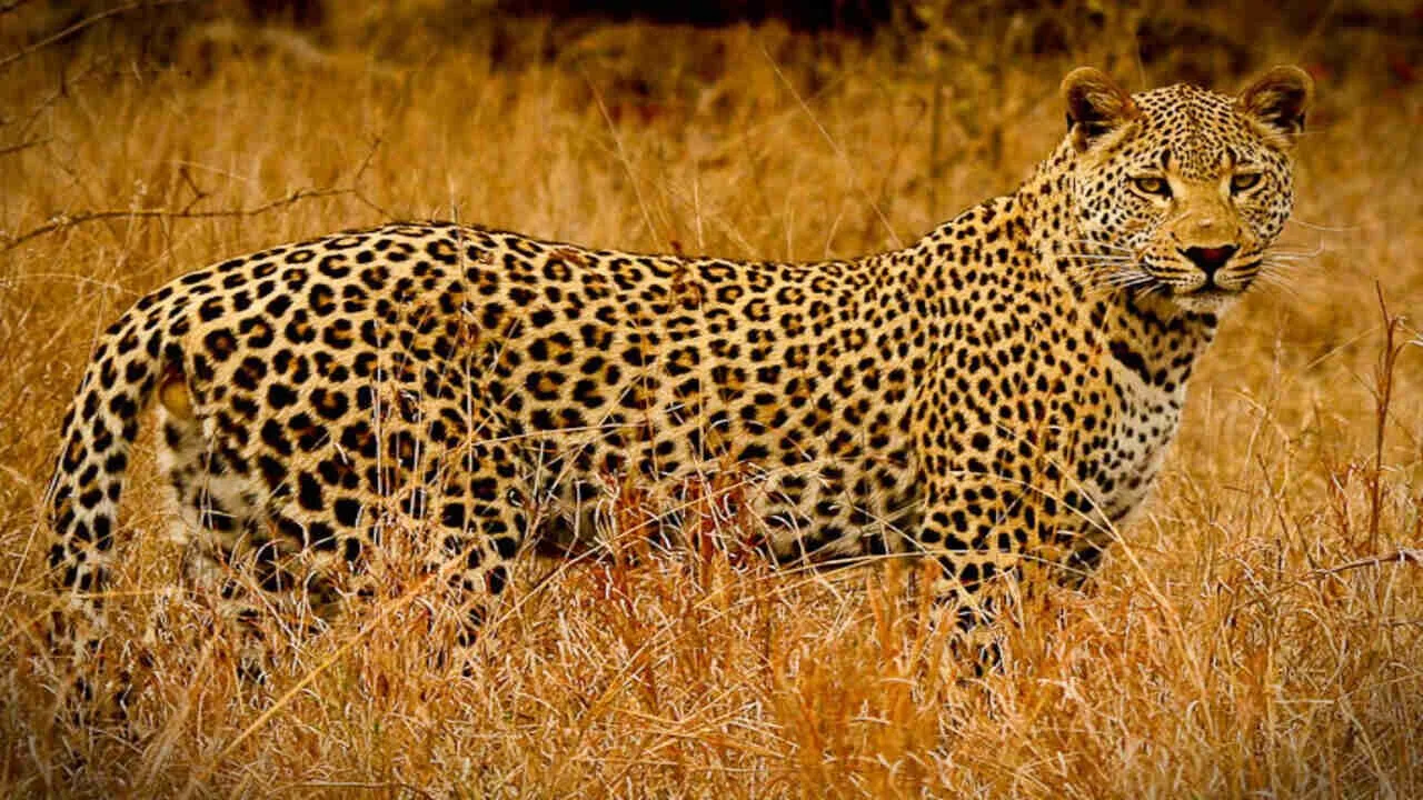 Leopard Preservation Zone to be set up in Margalla Hills