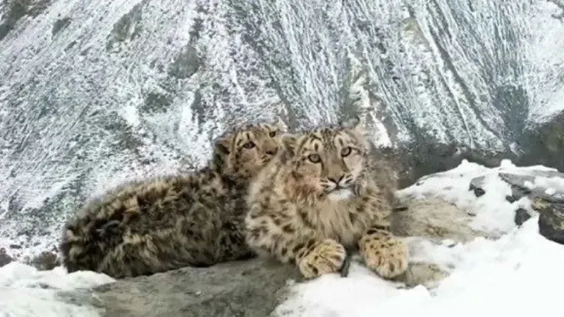 leopard