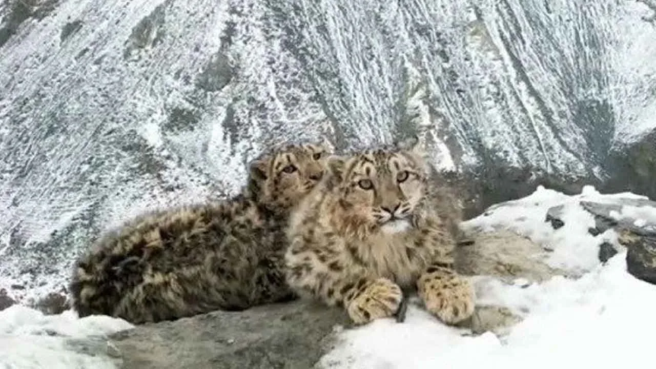 leopard
