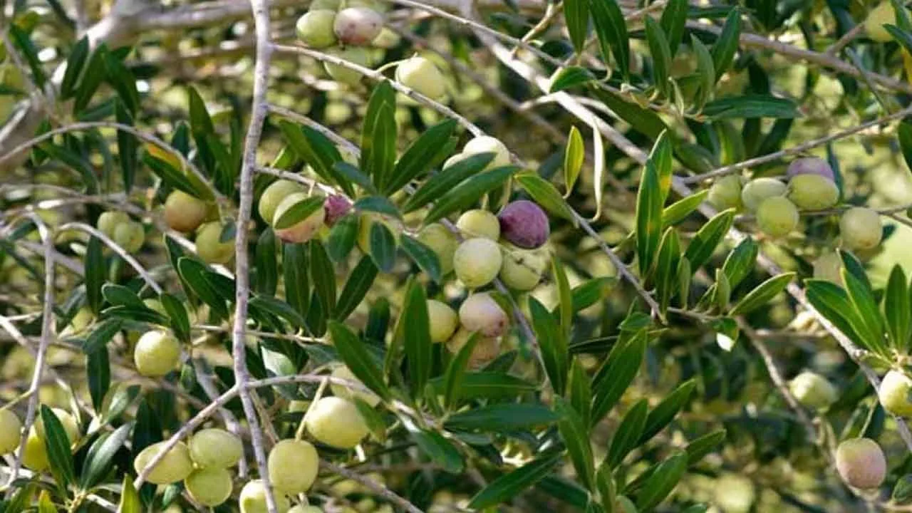 Olive
