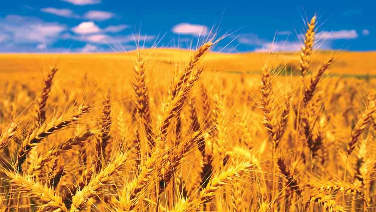 wheat