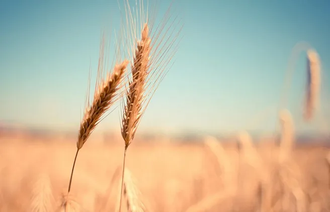 Wheat minimum support price rise to Pkr1950/40kg to achieve self-sufficiency