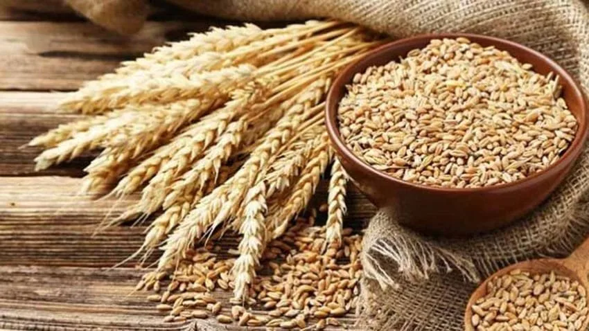 First 1800 tons wheat consignment being delivered to Afghanistan today