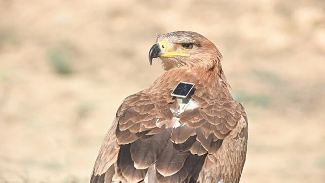GPS tracker