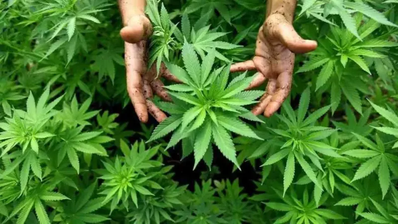 Bhang policy