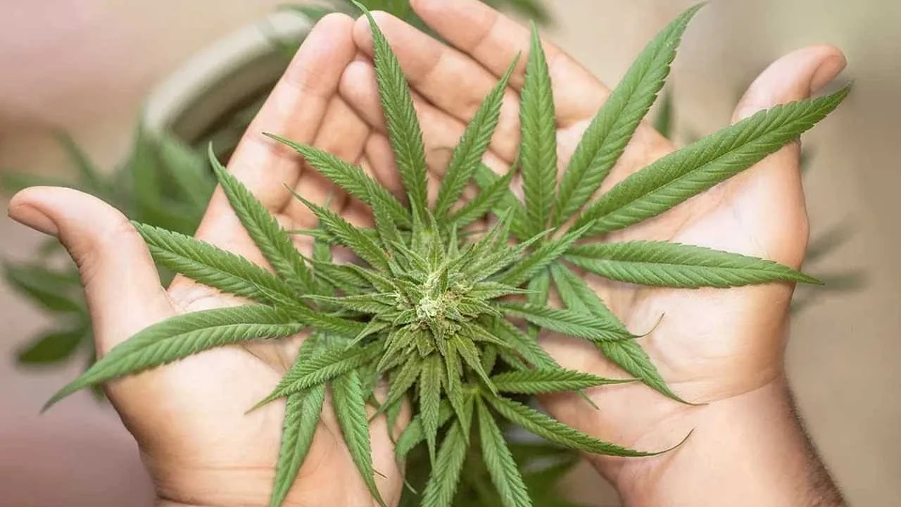 Bhang