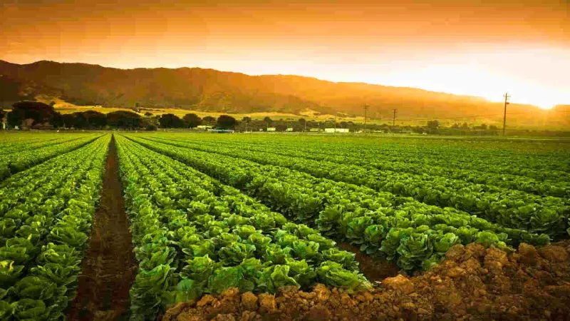 Argriculture transformation plan