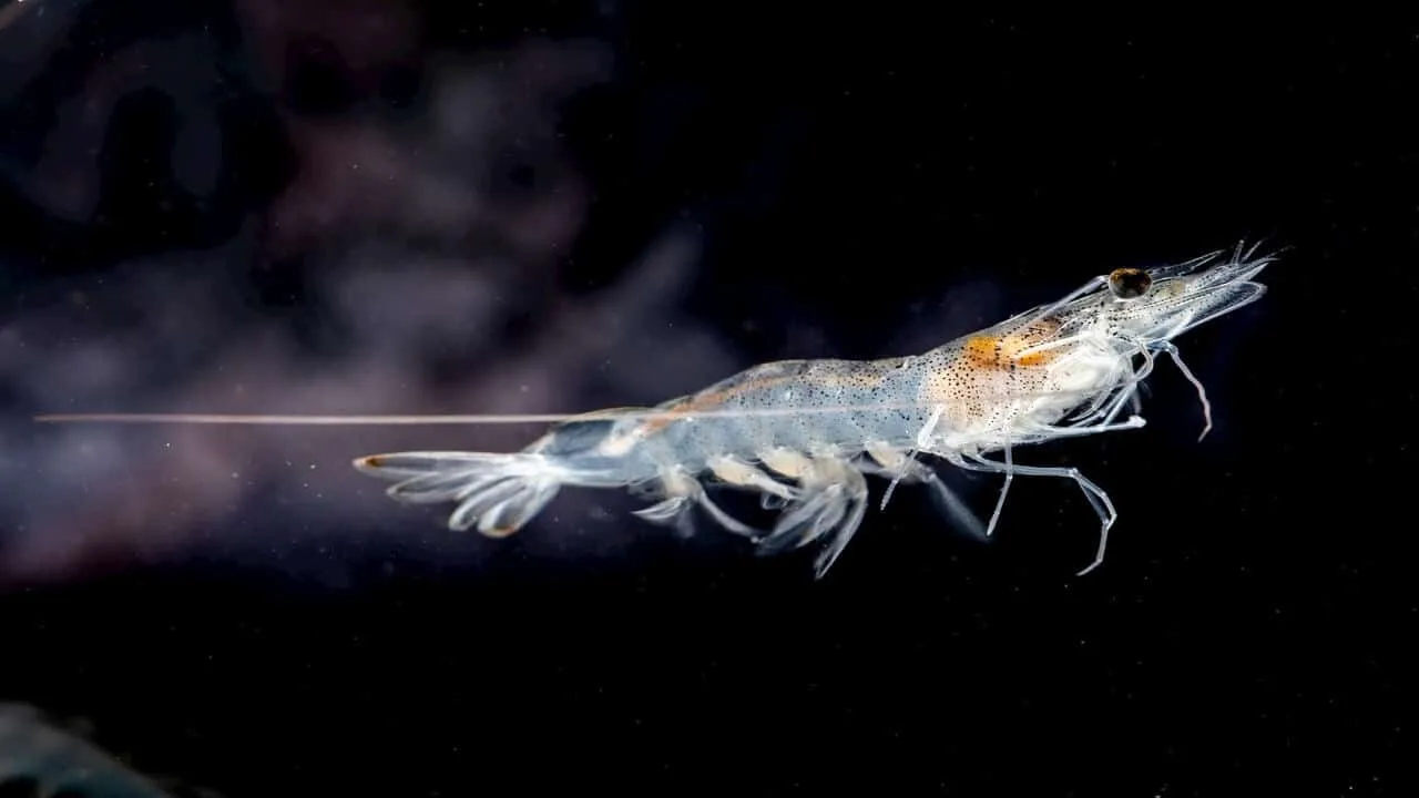 shrimp farming
