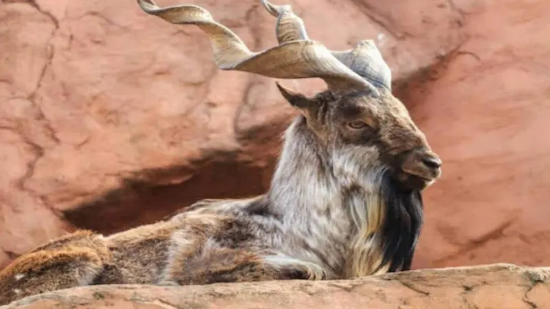 Kashmir Markhor