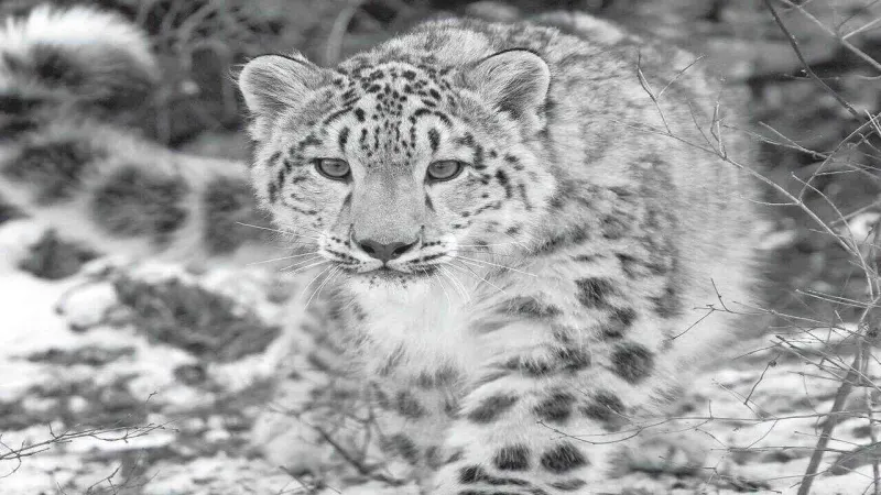 First ever Asian leopard zone