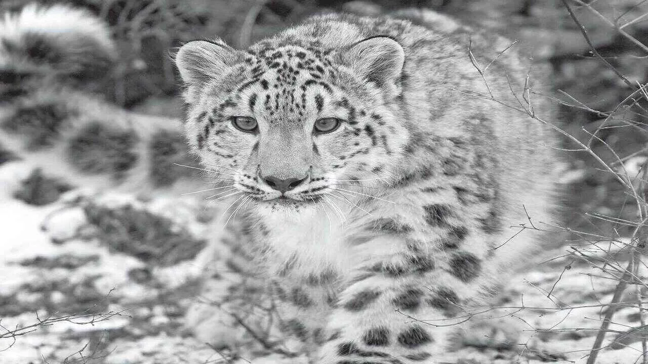 First ever Asian leopard zone