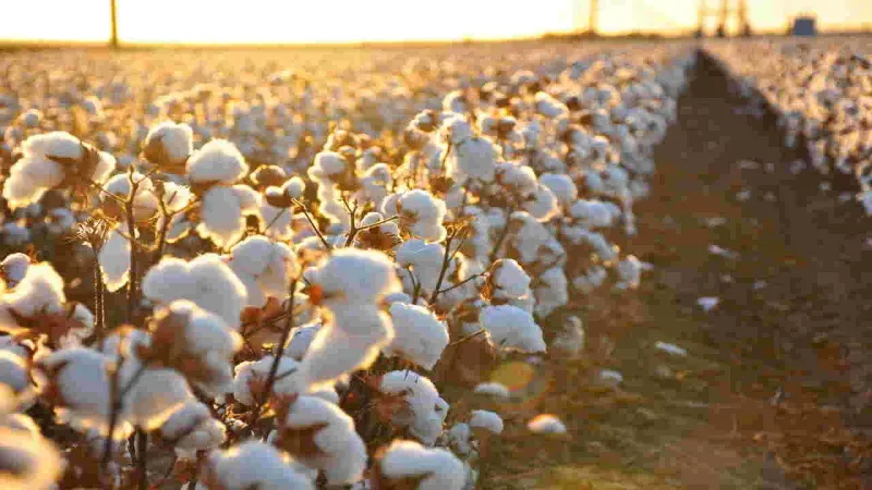 Cotton