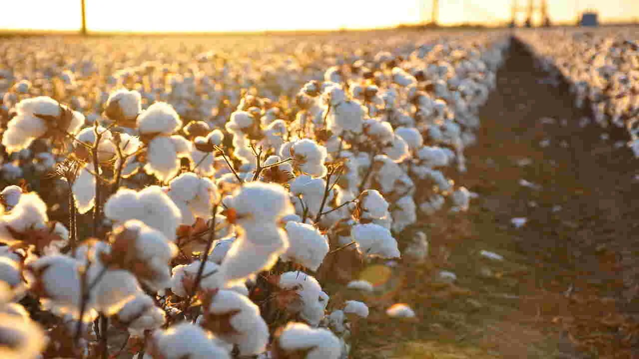 Cotton