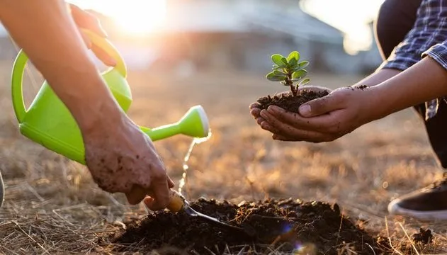 Trees plantation