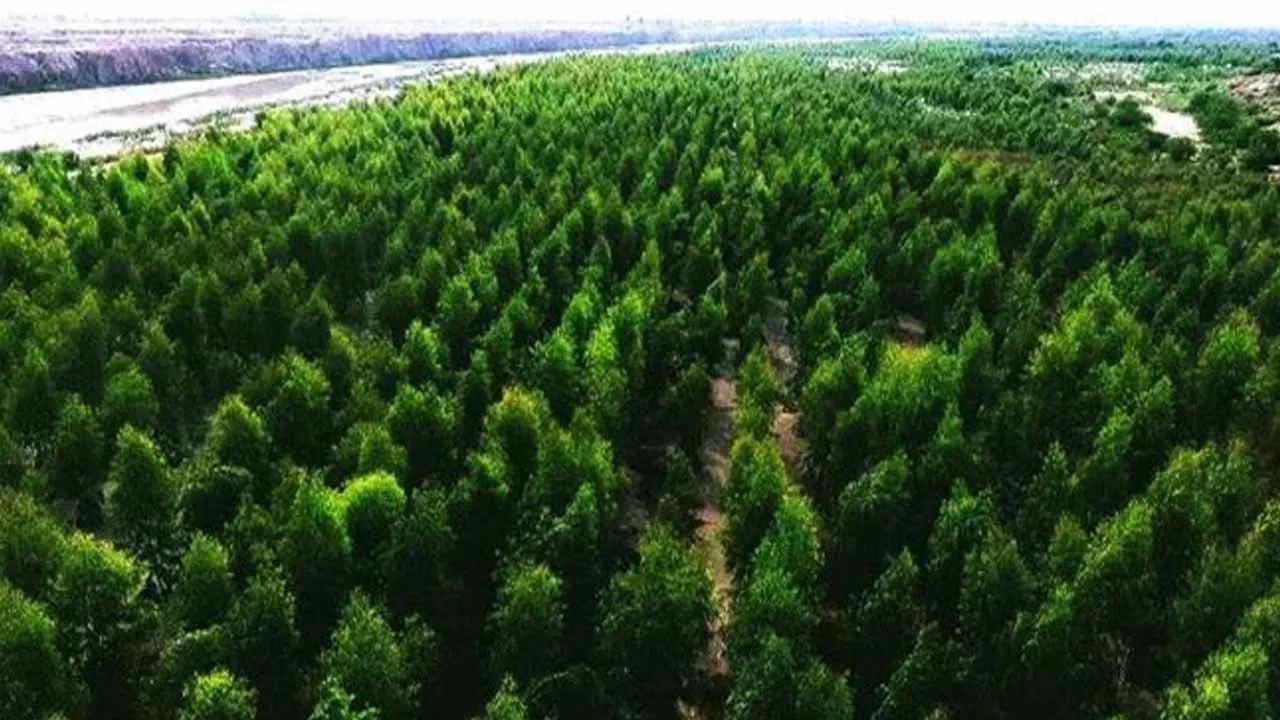IMF Lauds 10 Billion Tree Tsunami as Imran Khan Takes Credit