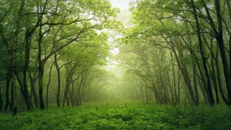 Changa Manga Largest Man made Forest