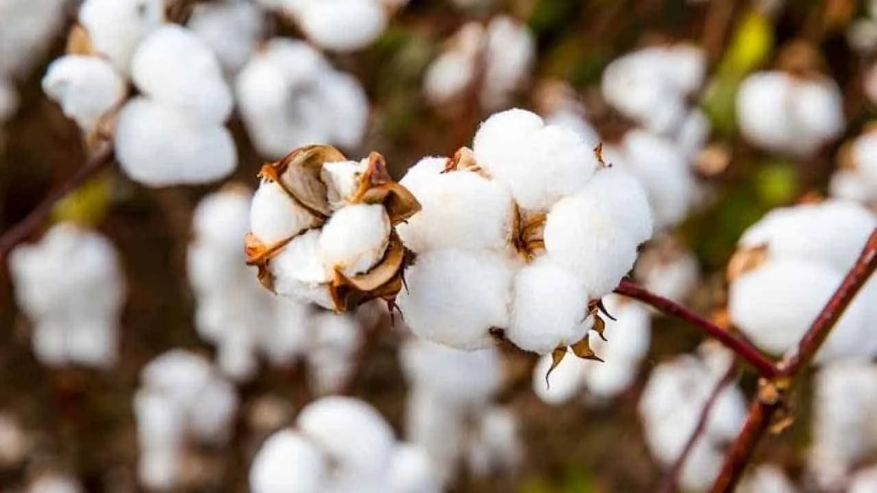 The agriculture sector experiences a shift in crop yields as 12% YoY decrease in earnings on cotton
