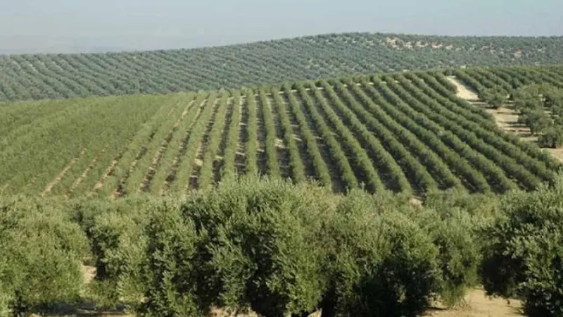 Former PM Imran Khan's 10 Billion Tree Tsunami Project has Spurred Olive Revolution in Pakistan