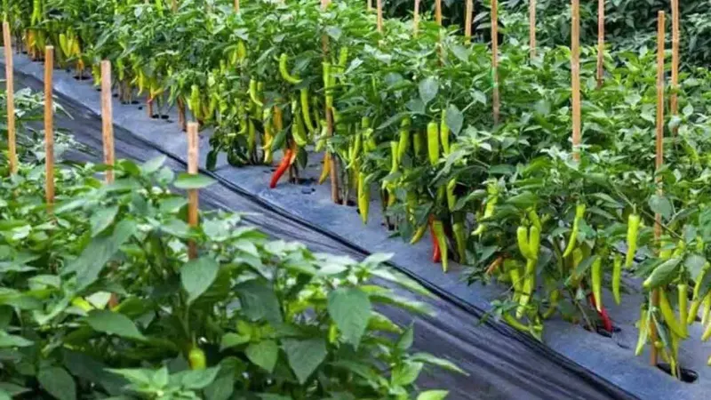 Pak-China red Chili farms achieving bumper harvest
