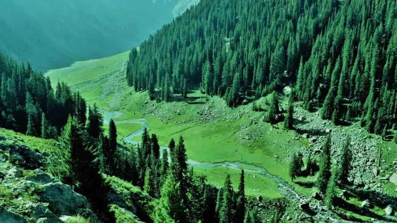 Planting Trees should not be Core Climate Policy: Climate Change Minister