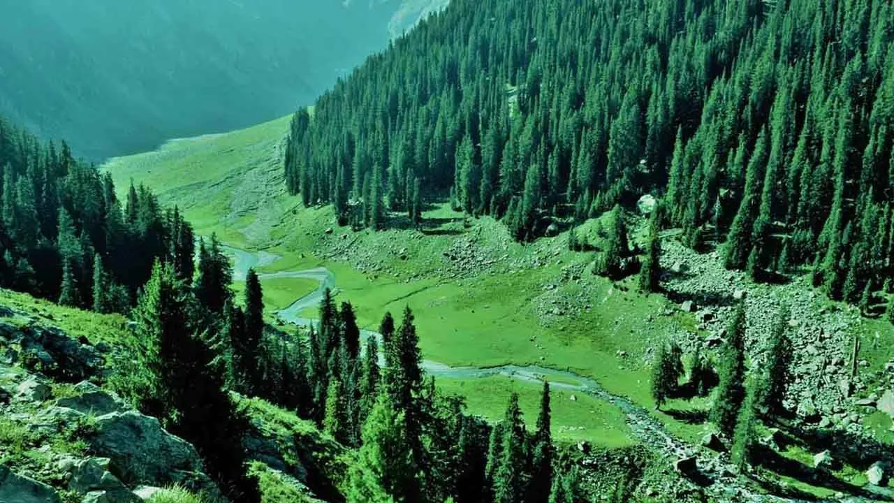 Planting Trees should not be Core Climate Policy: Climate Change Minister