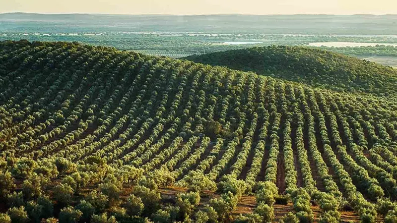 Govt Proposes Rs. 1.7 Billion for Olive Cultivation in the Next Budget