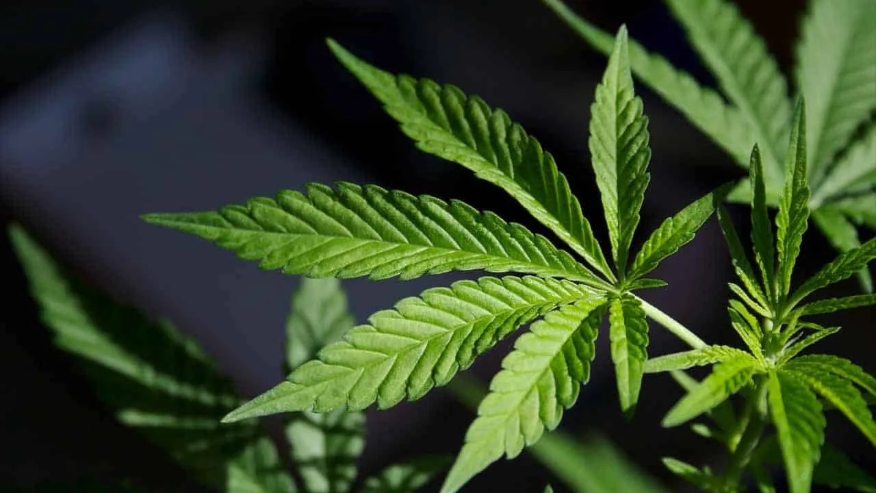 Pakistan Can Earn $8 Billion Through Marijuana