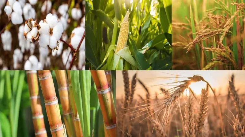 Major Crops in Pakistan