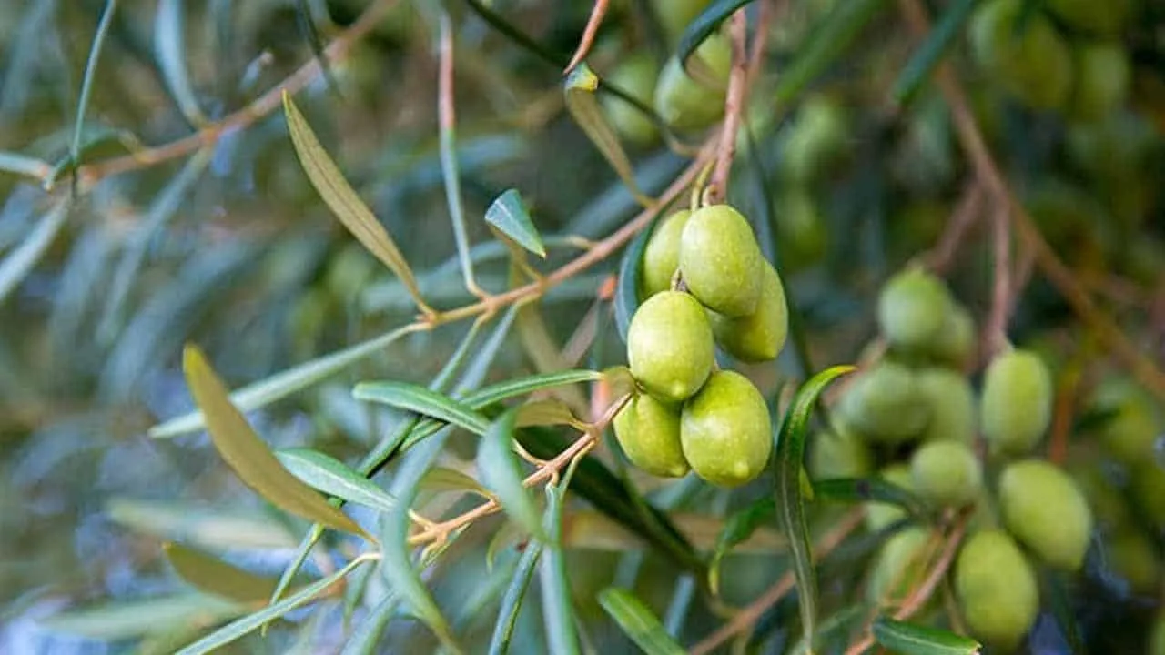 Pak-China olive cooperation possesses immense potential