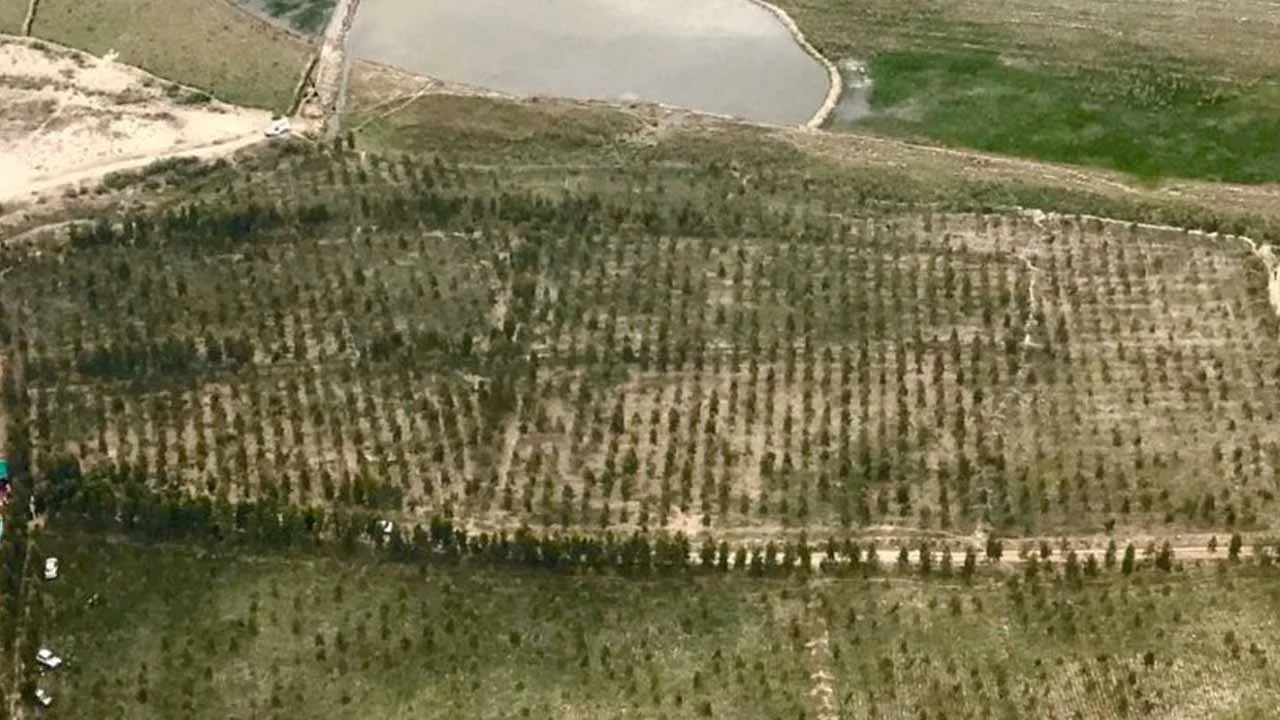 KP Govt to Plant over 37 Million Saplings During Monsoon