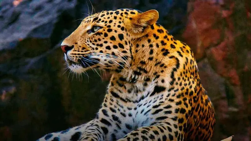 Islamabad Wildlife Management Board Restarts Guided Tours of Leopard Zone