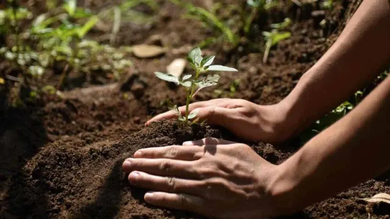 KP Govt Begins Planting 60 Million Trees in Hazara