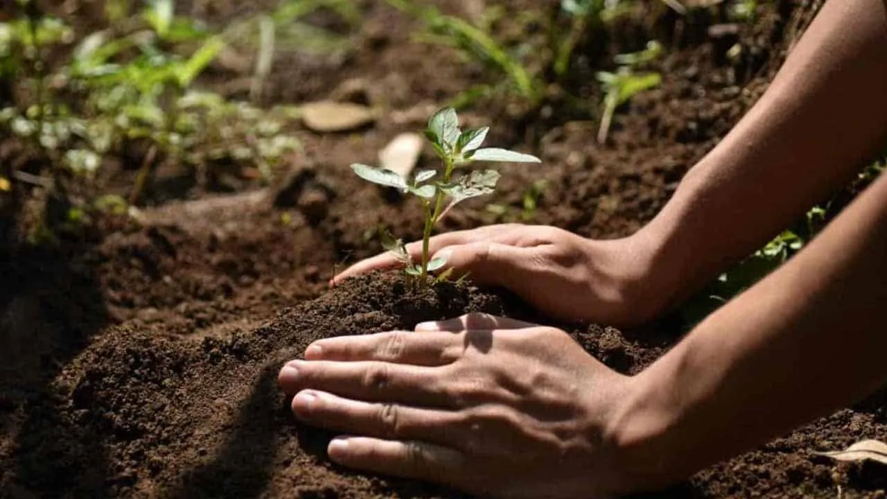 KP Govt Begins Planting 60 Million Trees in Hazara